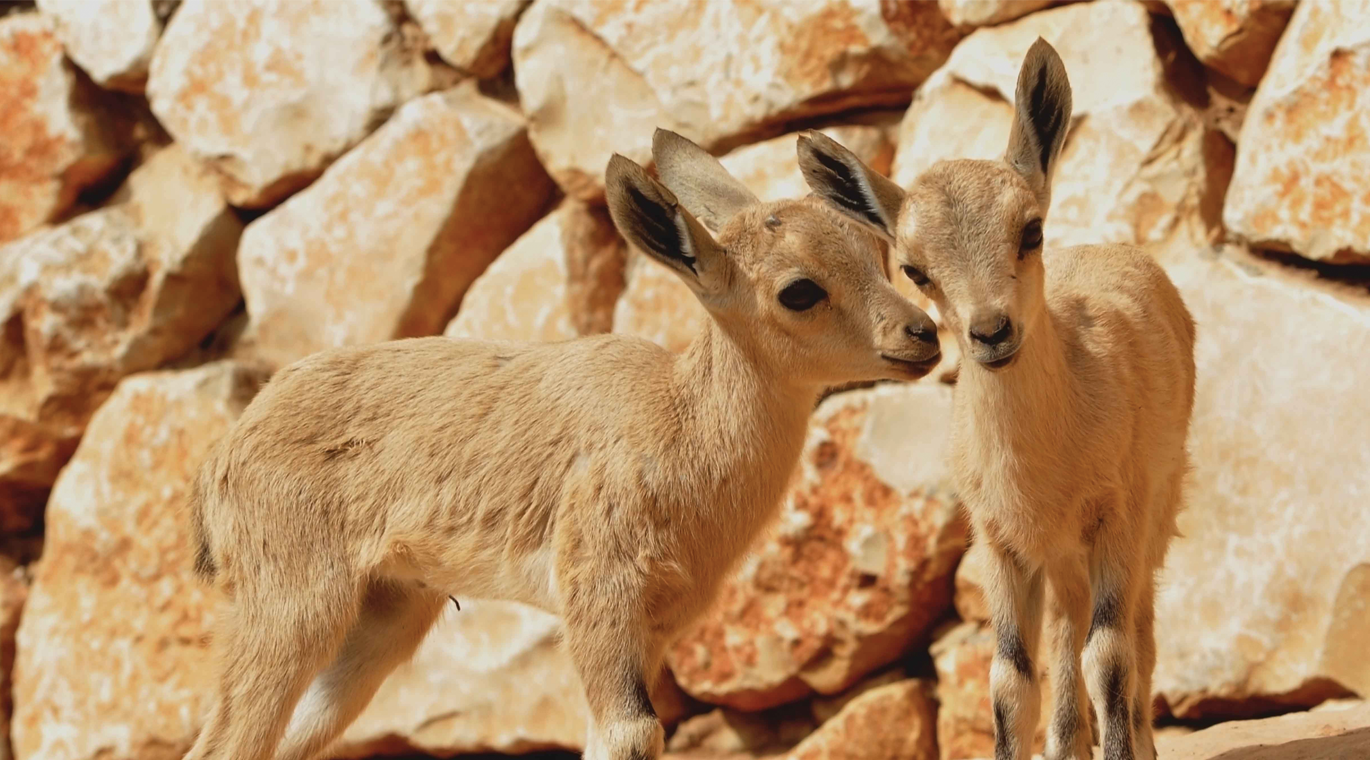 שמורת טבע חי בר כרמל