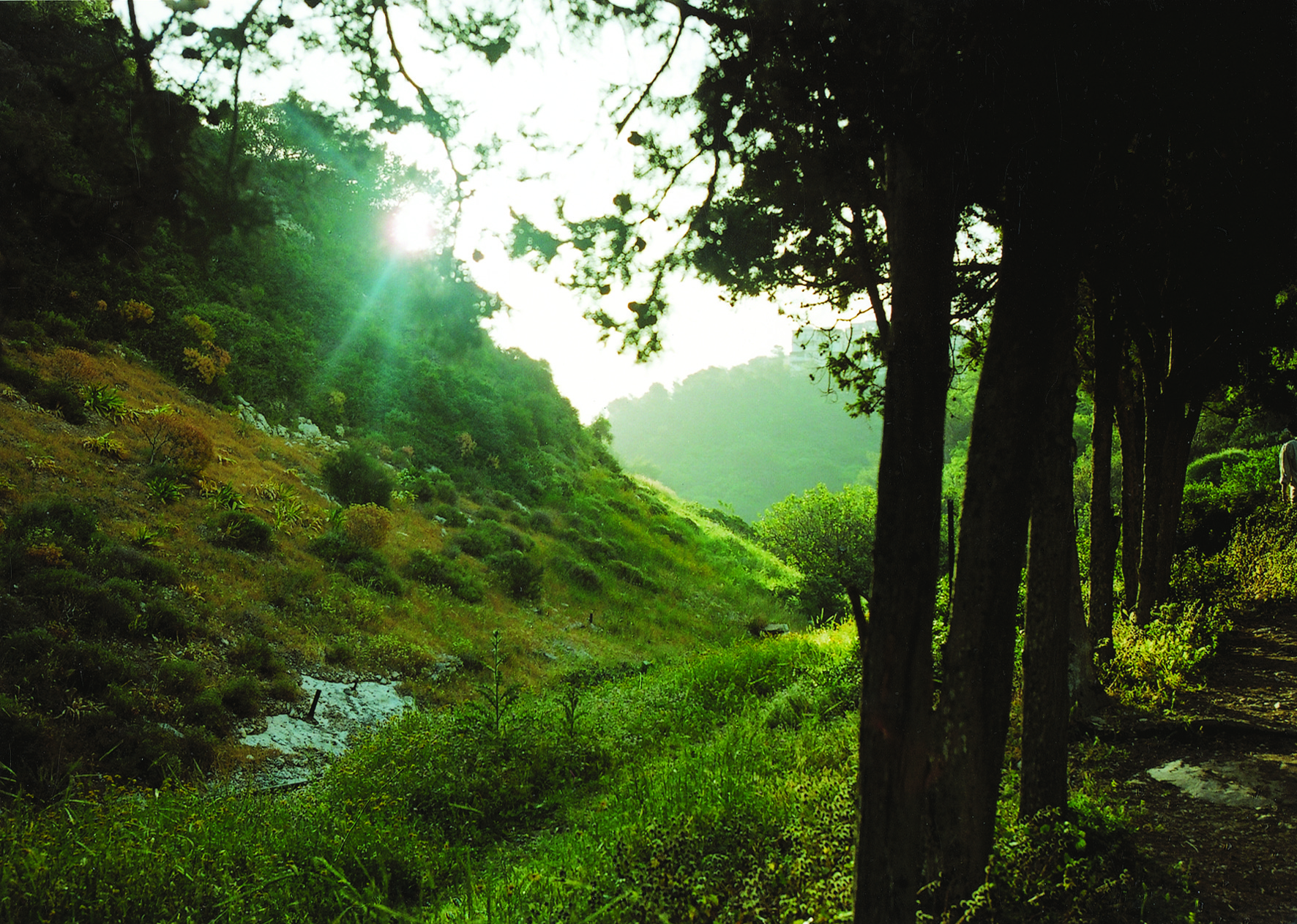 מסלול נחל שיח